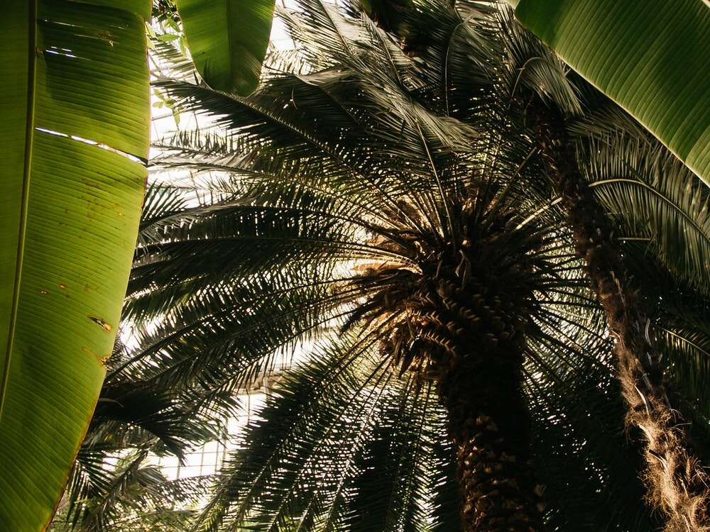 aceite palma