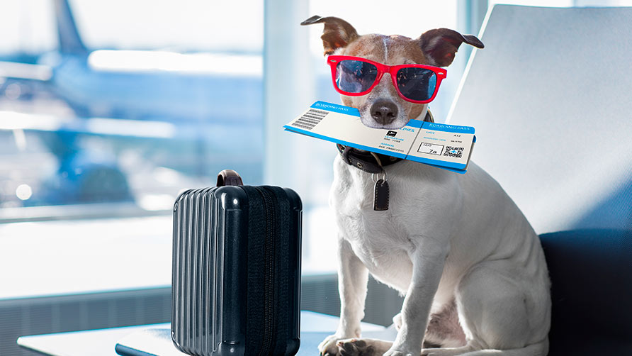 turismo de mascotas